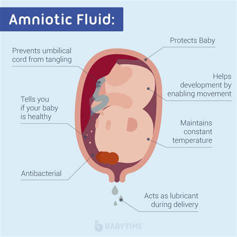 Amniotic Fluid: What is It and Signs of。